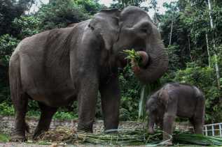 Hutan TNTN Di Rambah, Bagaimana Dengan Habitat Gajah Disana Ya ???