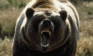 Warga Buru Beruang Penyerang Pasutri Di Kampar