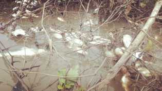 Air Sungai Tapung Kampar Tercemar Limbah Pabrik, Ikan-ikan Mati Membusuk