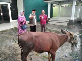 SPS Riau Gandeng Forhati, Kurban 1 Ekor Sapi di Pusgit HMI Jalan Melayu