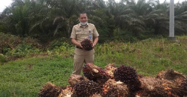 Harga Sawit Riau Naik Tipis, Dipicu Karena Penurunan Produksi Akibat Fenomena Alami