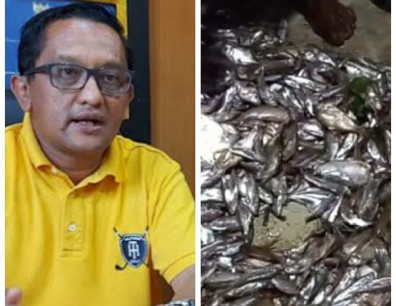 Temuan Ikan Mati di Areal PT. MAS Jadi Sorotan, Kadis DLH Pelalawan Didesak Mundur