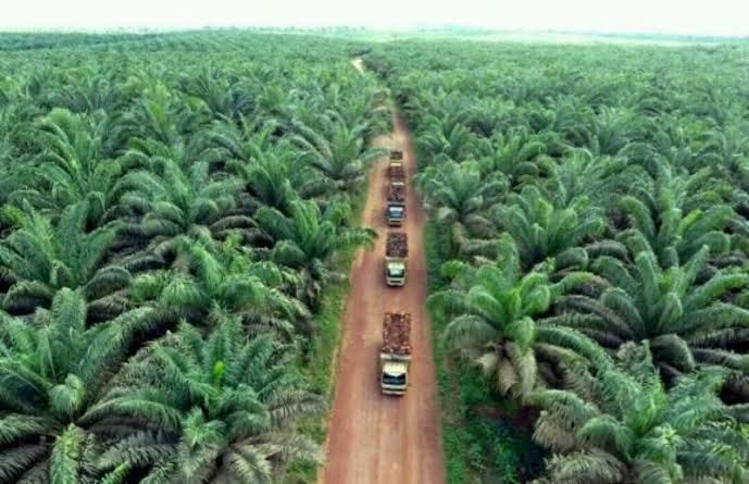 Formasi: Putusan MA Lahan Sawit 3000 Hektare Lebih Milik PT. PJS di Riau Ilegali