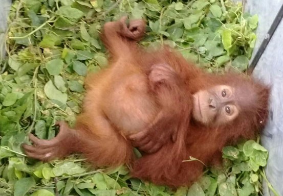 KLHK Gagalkan Penyelundupan Orangutan di Dalam Busi