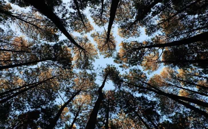 DLHK Riau Sediakan 1 Juta Bibit Pohon Gratis Tiap Tahuni