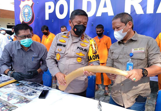 Polda Riau Bekuk 3 Pelaku Perdagangan Gading Gajah, Satu Ternyata PNSi