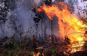 Tanggapan Formasi Riau Terhadap Kebakaran Lahan dan Hutan Riaui
