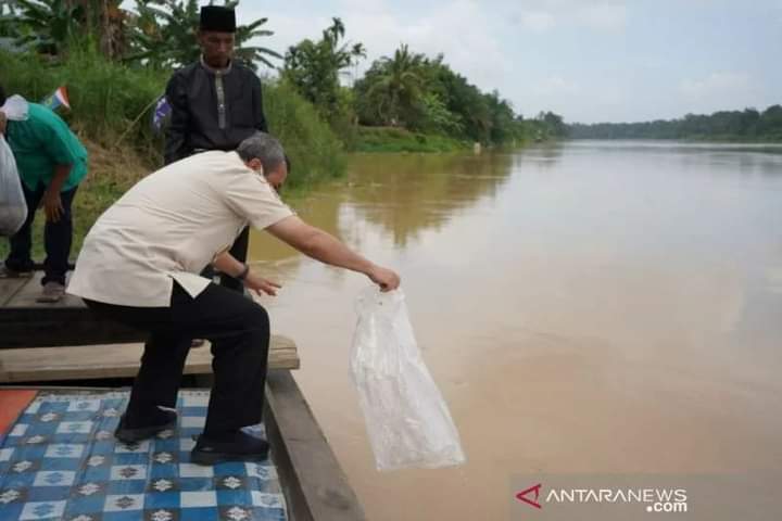 Gubernur Riau semai 154.686 benih ikan baung di Sungai Indragirii