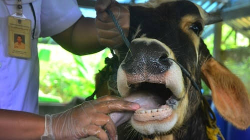 Pemprov Riau Siapkan 170 Vaksinator untuk Vaksin Sapii