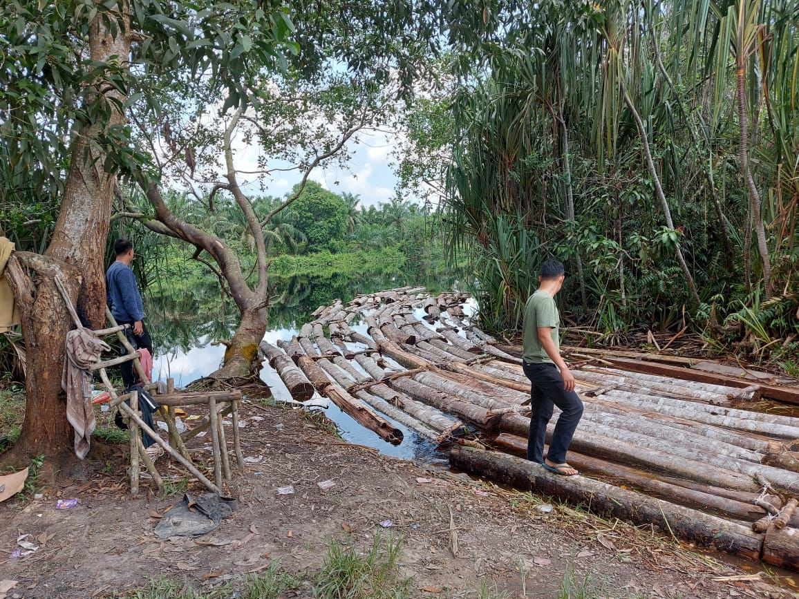 10 Ton Illegal Logging Diamankan dari Komplotan Mafia Mat Ari alias Anak Jenderali