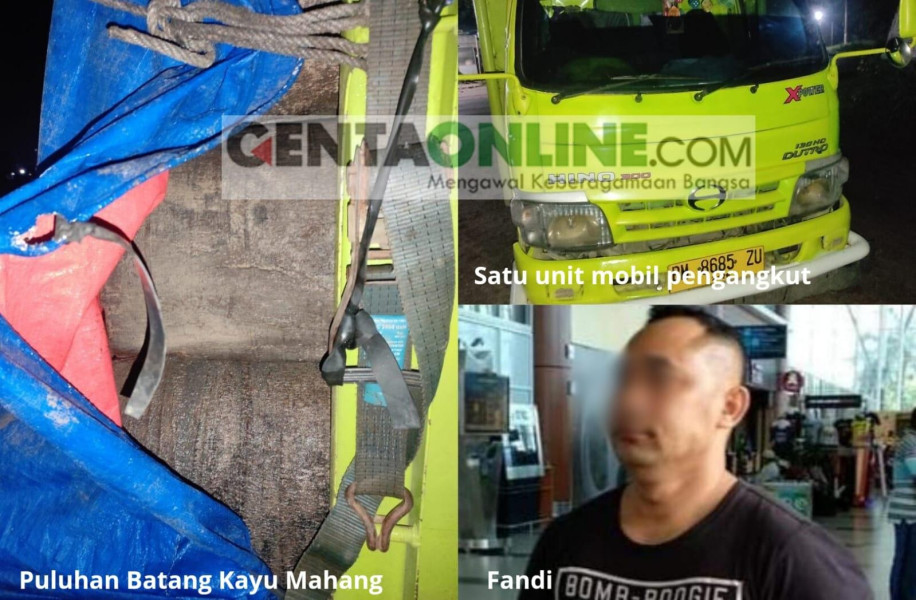 Buntut 1 Colt Diesel Bermuatan Kayu Mahang Diduga Ilegal, KOPARI Minta Polda Riau Gulung Mafia Perusak Hutan di Siak